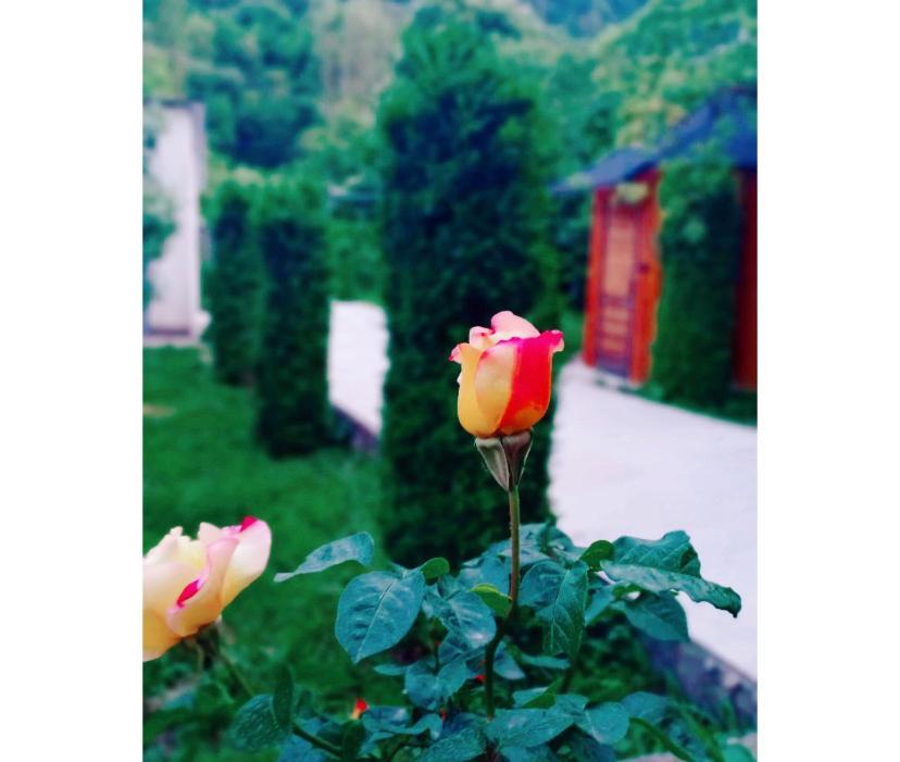 Green Garden B&B Dilijan Eksteriør bilde